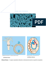 Bio - Unidade 3 Cap - 02 - Trocas Gasosas Nos Animais