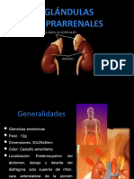 Glándulas Suprarenales