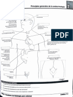 Sistema Endocrino