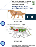 AULA SISTEMA Digestório Estômago e Intestinos