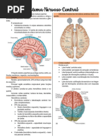 4 - Sistema Nervoso Central