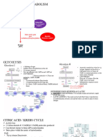 Metabolism - Carbohydrate