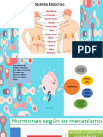 Sistema Endocrino 2020