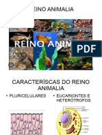 Aula Reino Animal