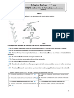 Correção Da Ficha de Trabalho Replicação e Sintese Proteica 23-24