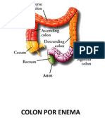 Colon