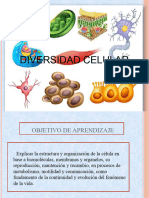 Diversidad Celular