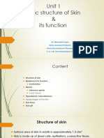 Structure of Skin