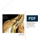 Plexo Braquial