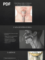 Anatomia de Laringe