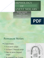 Morphology of Molars