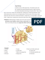 Skeletal System Worksheets (Doc Version)