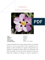 Labdanum