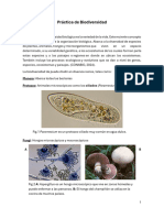 Práctica de Biodiversidad Final