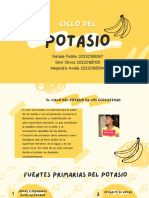 Ciclo Del Potasio