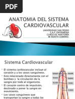 Anatomia Cardiaca