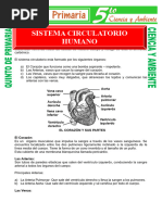 Sistema Circulatorio Humano para Quinto de Primaria