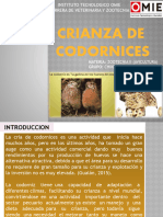 CODRNICES