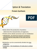 Transcription and Translation 2