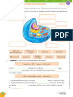 5 Cta5 U1 La Célula Eucariota Animal Alumno