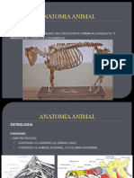 Osteologia