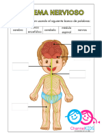 Hoja de Trabajo de Anatomía Del Sistema Nervioso Humano