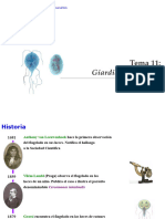 Giardia Intestinalis Diapos