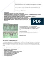 Alternativas Restaurativas para El Sector Anterior