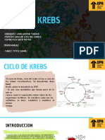 Ciclo de Krebs