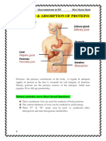 Protein Digestion and Absorption