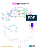 Electron Transport Chain - DETAILED Part 2 Atf