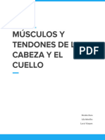 Músculos y Tendones de La Cabeza