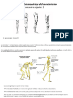 Tema 8. Anatomia Miembro Inferior 1