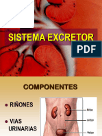 Sistema Excretor