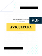 Avicultura (Broiler)