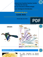 Clase Aves - Semana 9,10,11