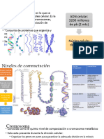 Cromatina, Meiosis, Mitosis