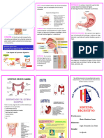 Sistema Digestivo