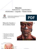 Clase Músculos Faciales - Masticación - Suprahioideos