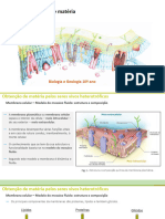 4.2 A Membrana Celular