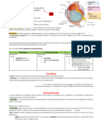 Mide Unos 25mm de Diámetro: Túnica Fibrosa