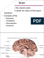 CNSPNS Brain