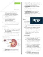 Sistema Renal - 230618 - 205731