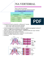 Coluna Vertebral