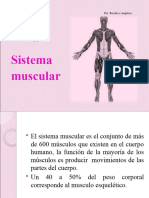 Sistema Muscular