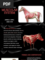 Muscular System: Anatomy of The