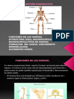 Sistema Esqueletico1