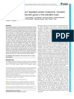 Glucocorticoid Receptor Regulates Protein Chaperone, Circadian Clock and Affective Disorder Genes in The Zebrafish Brain