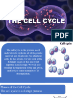 Cell Cycle