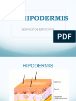 Clase - Hipodermis